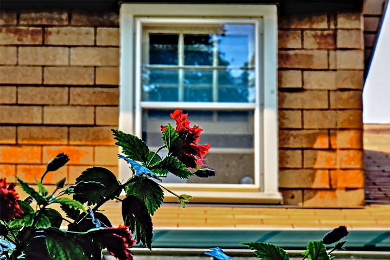 Peeping Hibiscus- 00